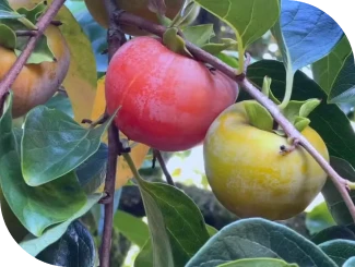 Produtores estão otimistas com safra do caqui